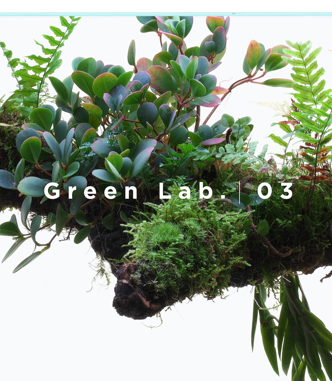 Green Lab. #03 ［ 老枝に佇む ］