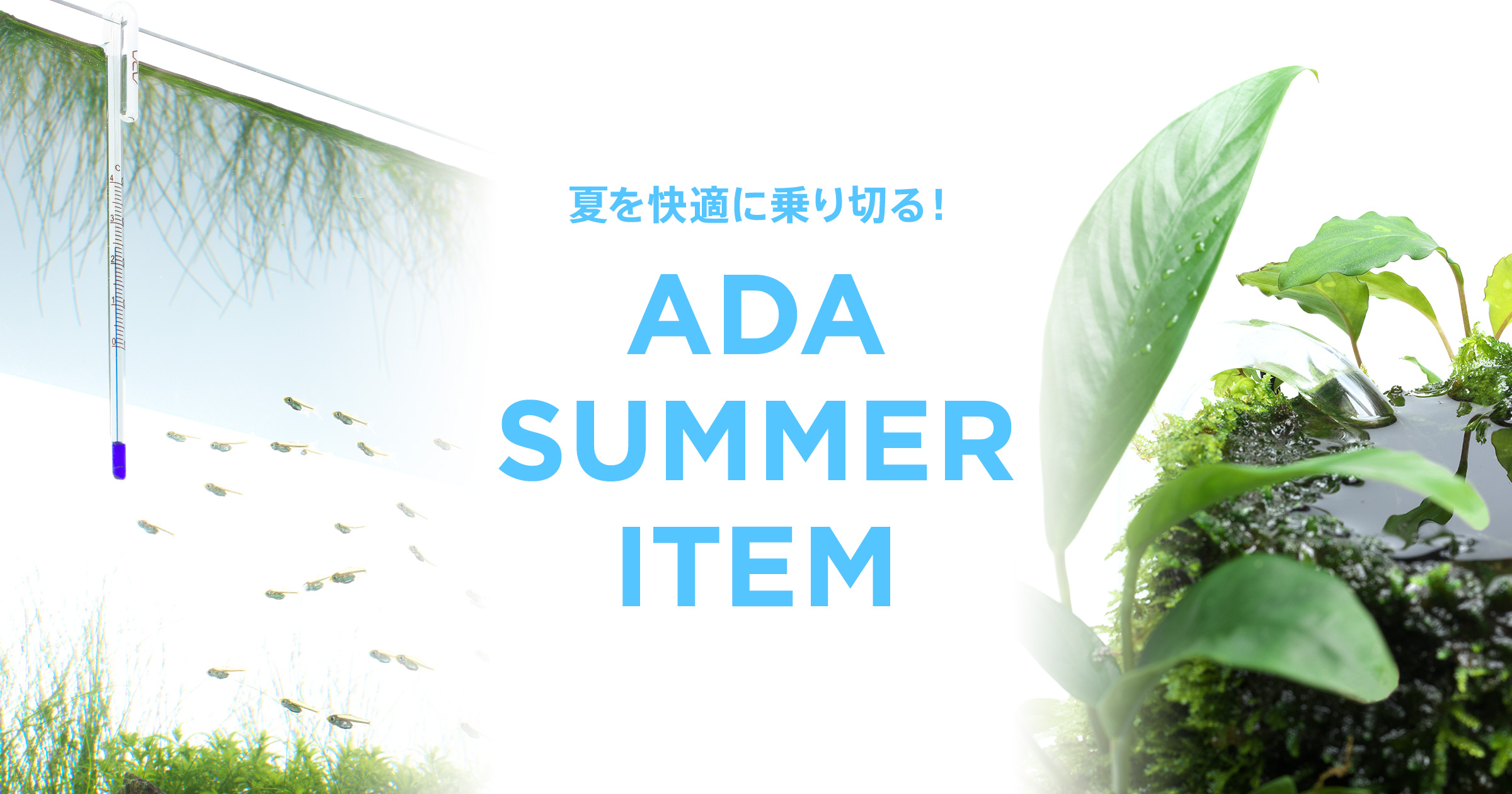 ウ*ニ様 【ADA】【アクアデザインアマノ】特約店 看板 DOOA グラスパルダ 600 発売のお知らせ | ADA - NEWS RELEASE