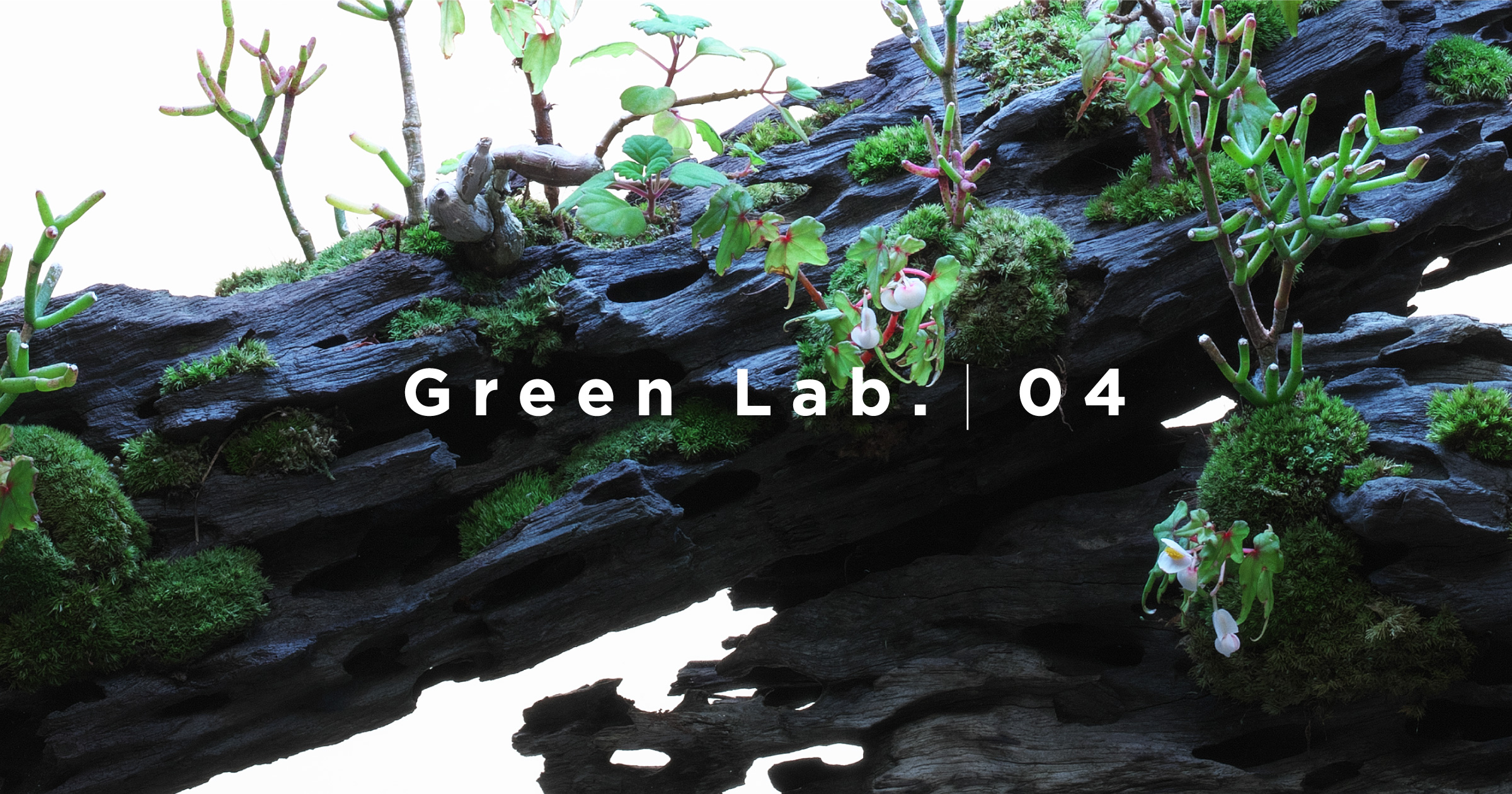 Green Lab. #04 ［ 再び潤うまで ］ | AQUA DESIGN AMANO