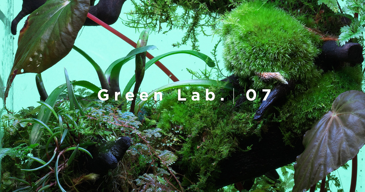 Green Lab. #07 ［ 森の吊り橋 ］ | AQUA DESIGN AMANO