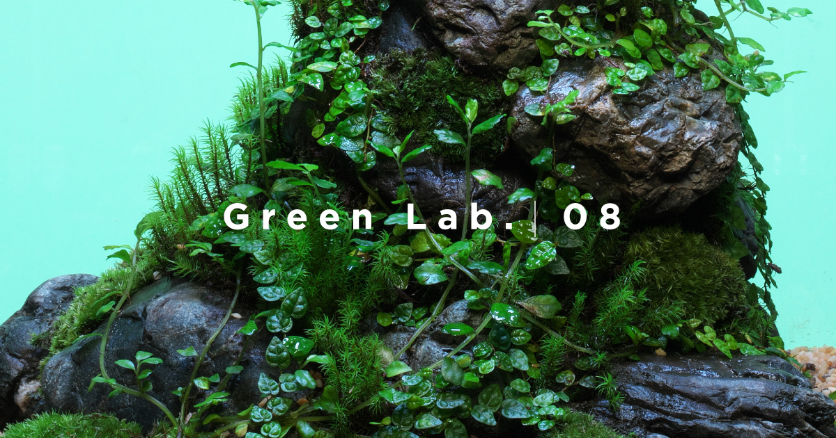 Green Lab. #08 ［ 苔の息づく石群 ］ | AQUA DESIGN AMANO