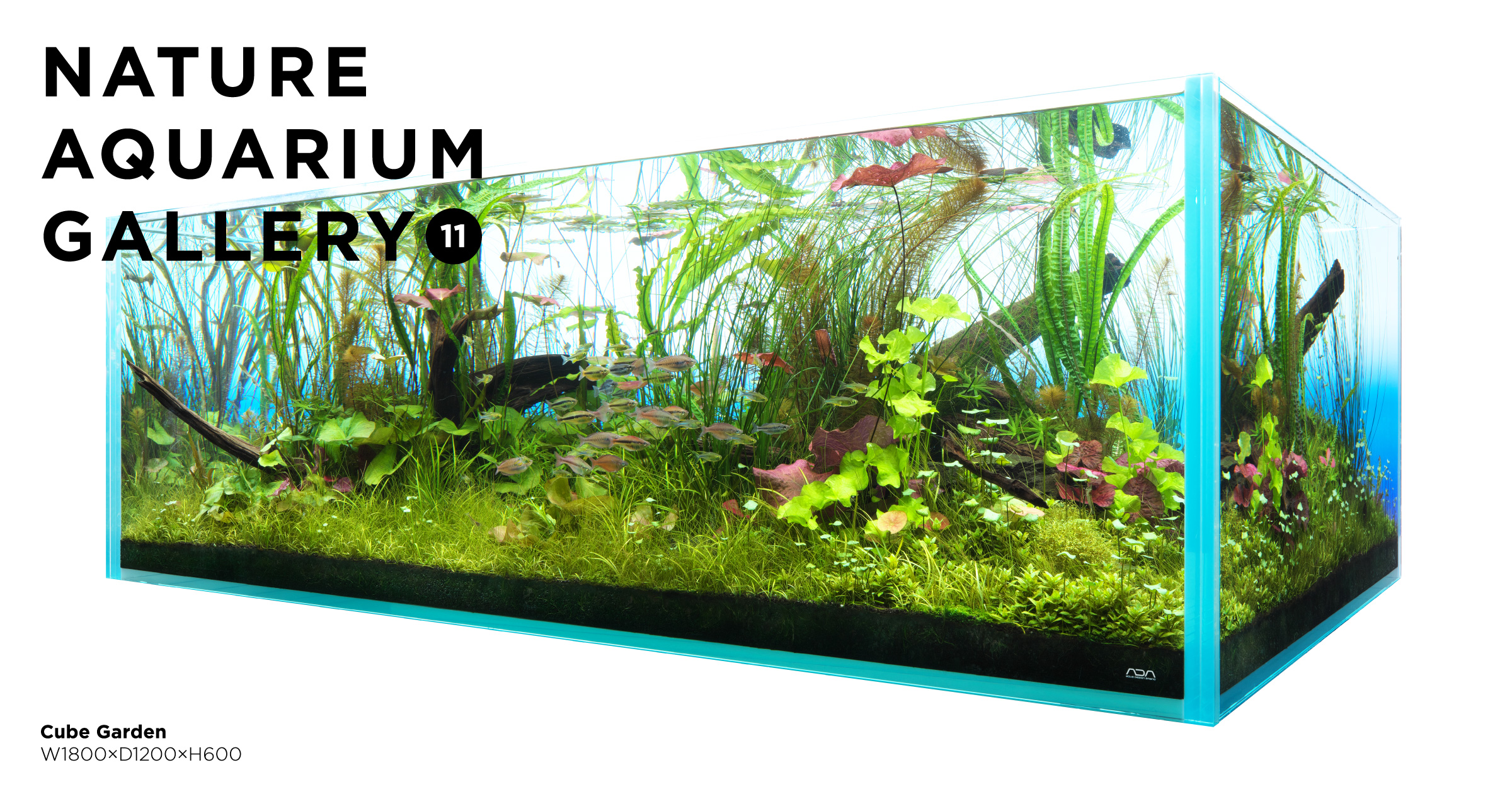 水槽などまとめて NATURE AQUARIUM GALLERY #11 「ニムファのオーケストラ」 | AQUA