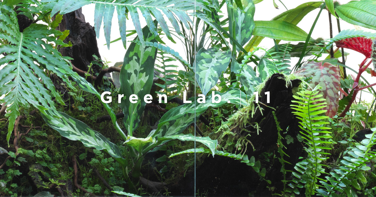 Green Lab. #11 ［ コレクターズ・ジャングル ］ | AQUA DESIGN AMANO
