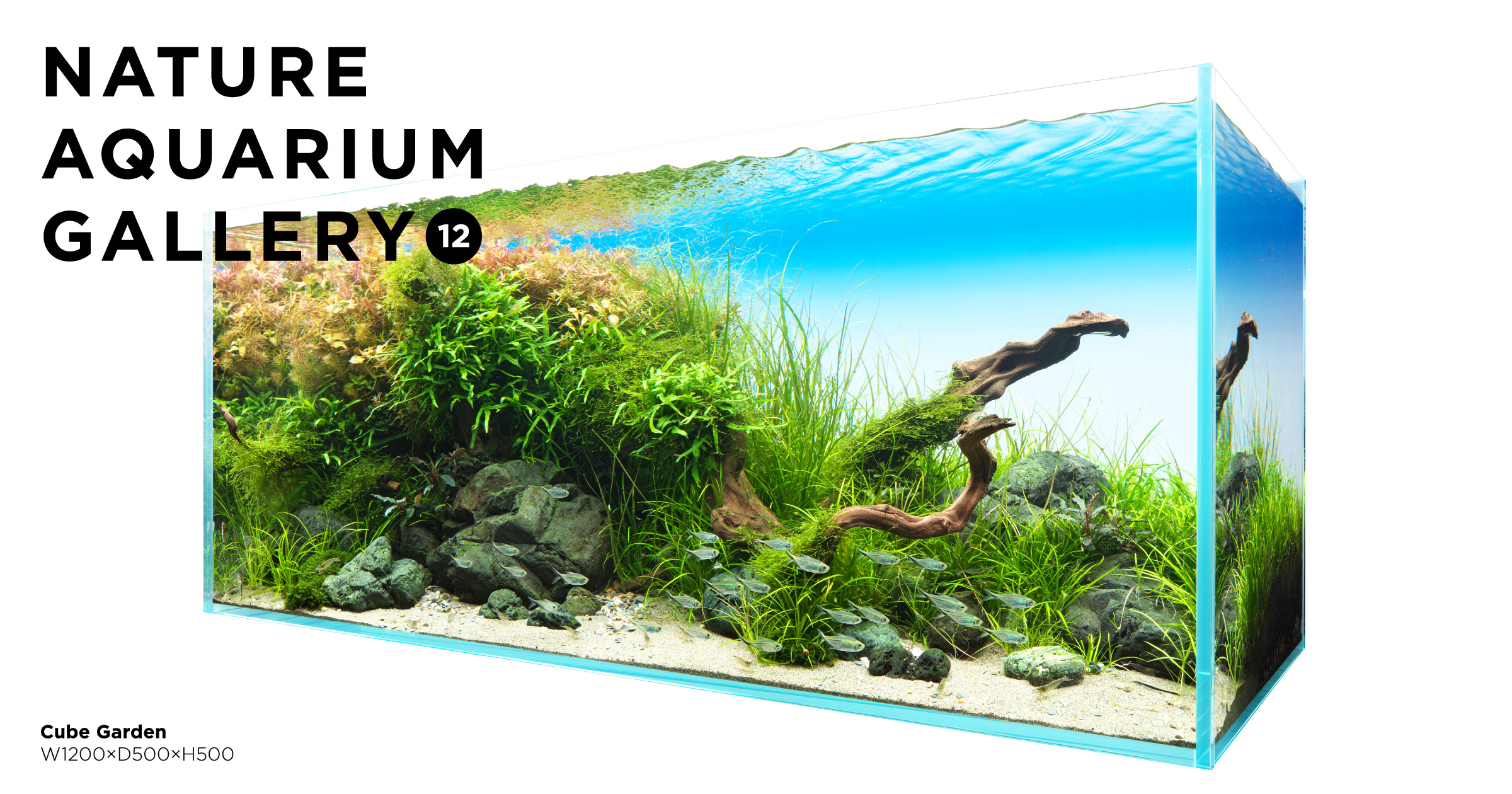 趣味・スポーツ・実用 NATURE AQUARIUM WORLD NATURE AQUARIUM GALLERY #12 「流禅」 | AQUA DESIGN AMANO