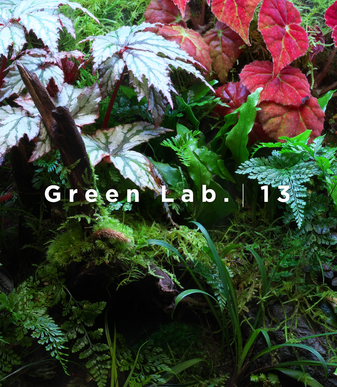 Green Lab. #13 ［ 秋のムジナ沢 ］