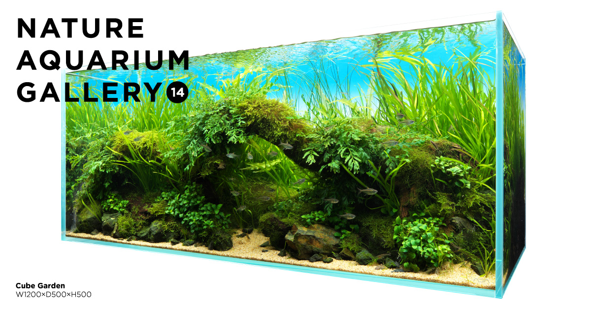 NATURE AQUARIUM GALLERY #14 「森の窓」 | AQUA DESIGN AMANO