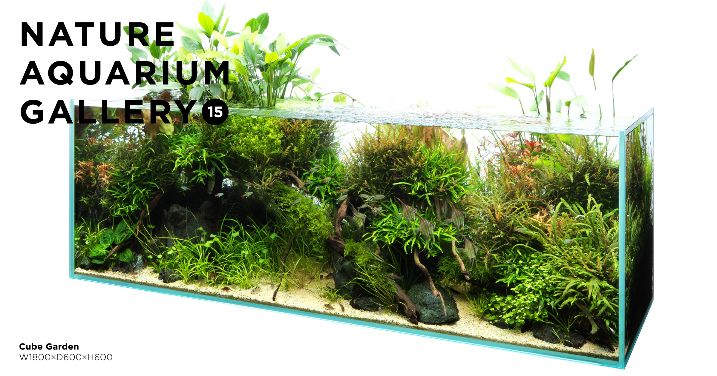 NATURE AQUARIUM GALLERY #15 「浅瀬に集う命たち」 | AQUA DESIGN AMANO