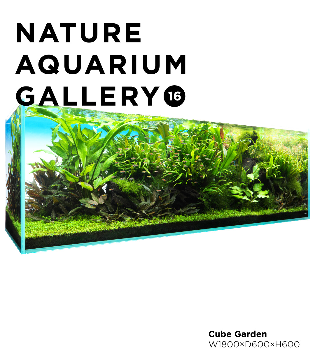 NATURE AQUARIUM GALLERY #16 「ラゲナンドラジャングル」