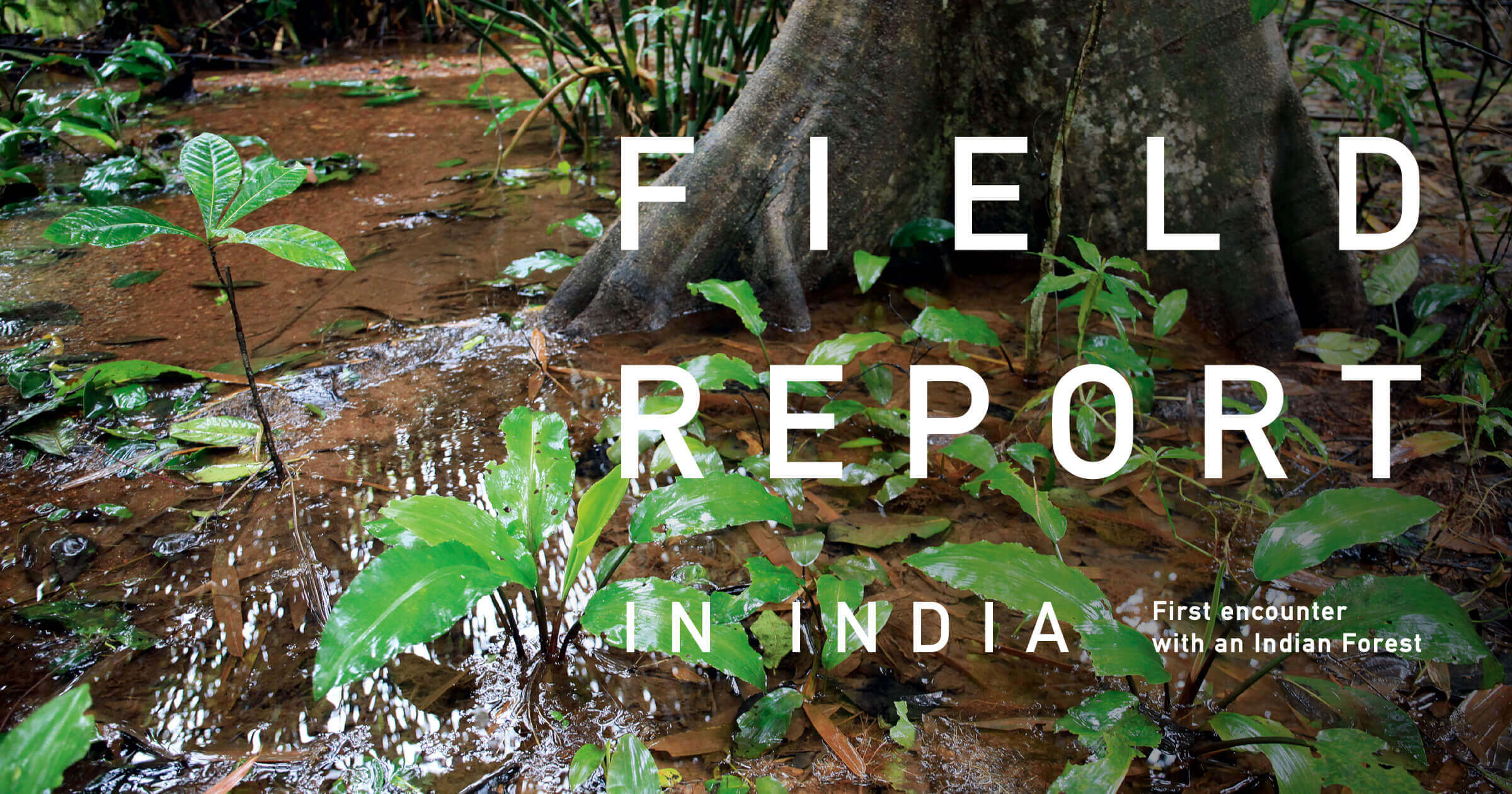 FIELD REPORT IN INDIA -First encounter with an Indian Forest-