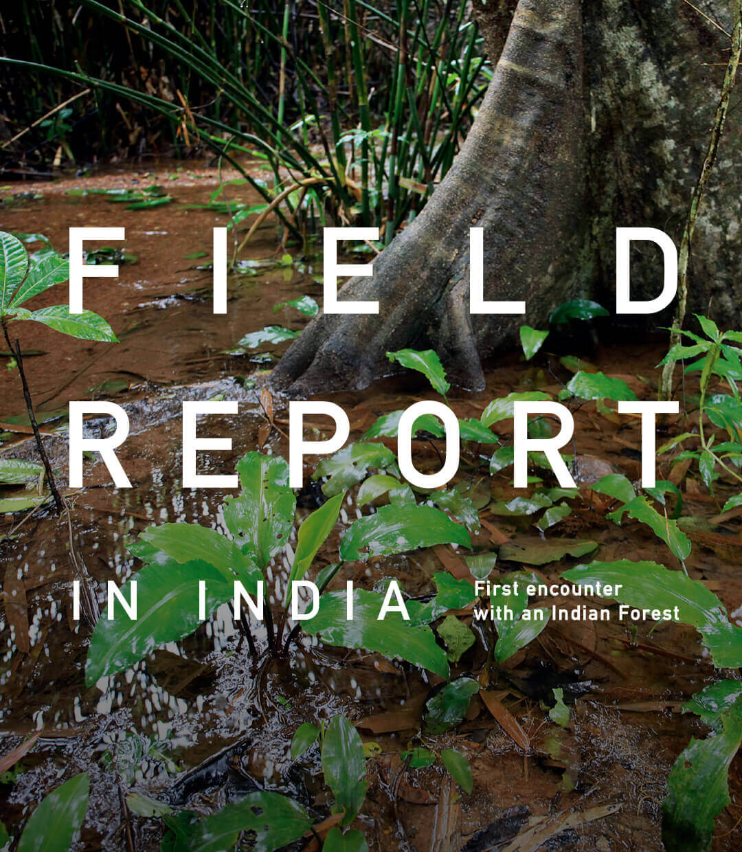 FIELD REPORT IN INDIA -First encounter with an Indian Forest-