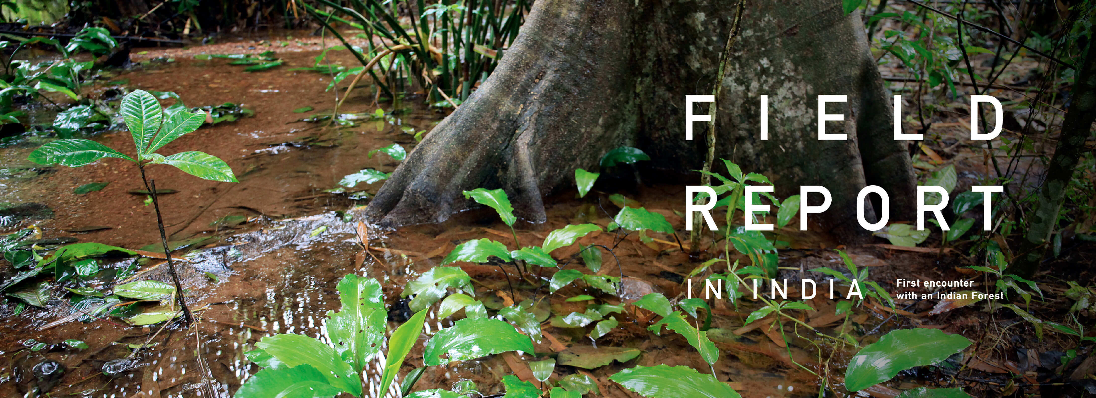 FIELD REPORT IN INDIA -First encounter with an Indian Forest-