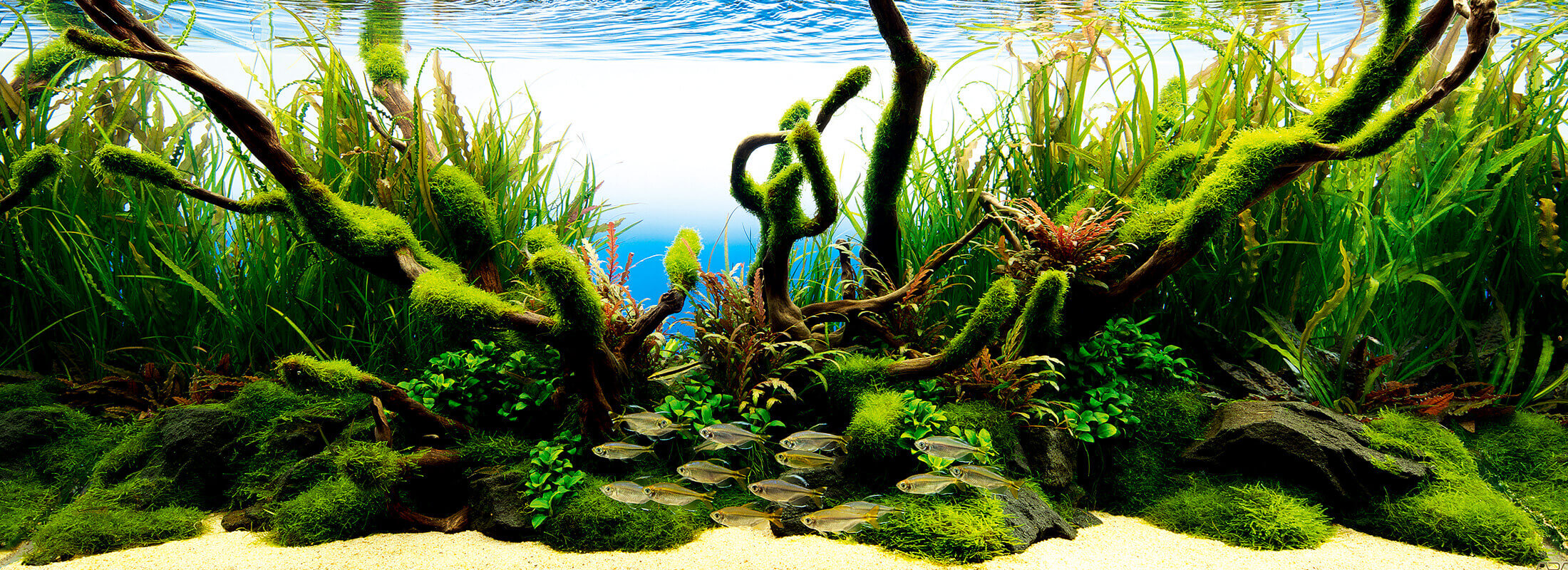 NATURE IN THE GLASS 'Wild Bush' | ADA