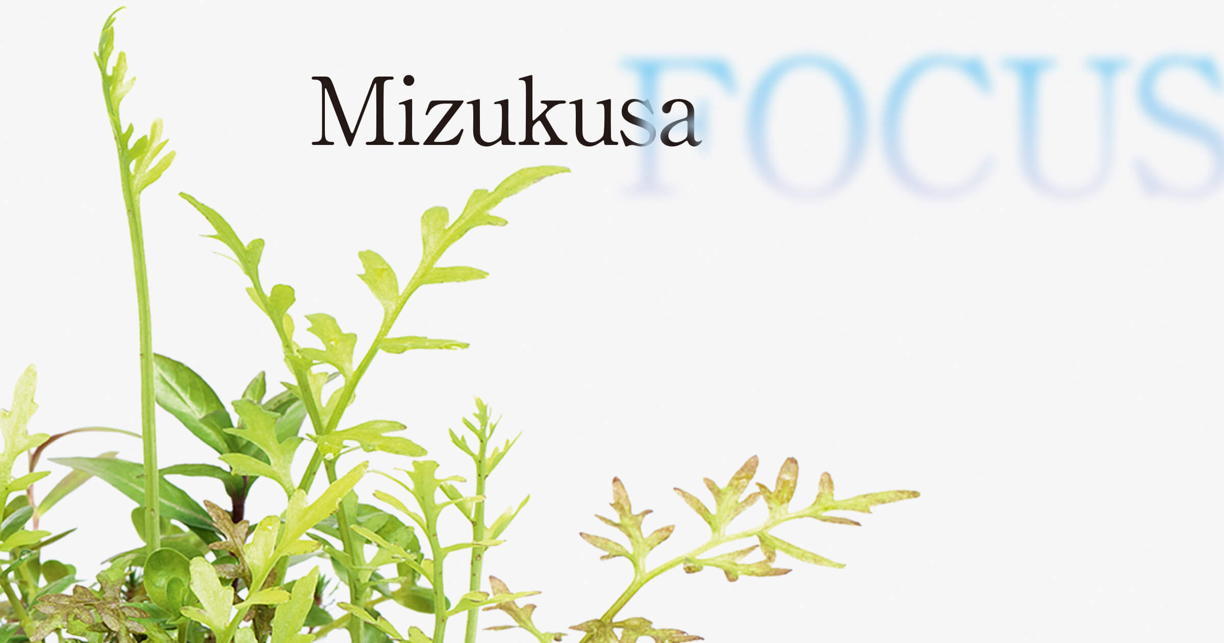 MIZUKUSA FOCUS “Trimming of emersed leaves”