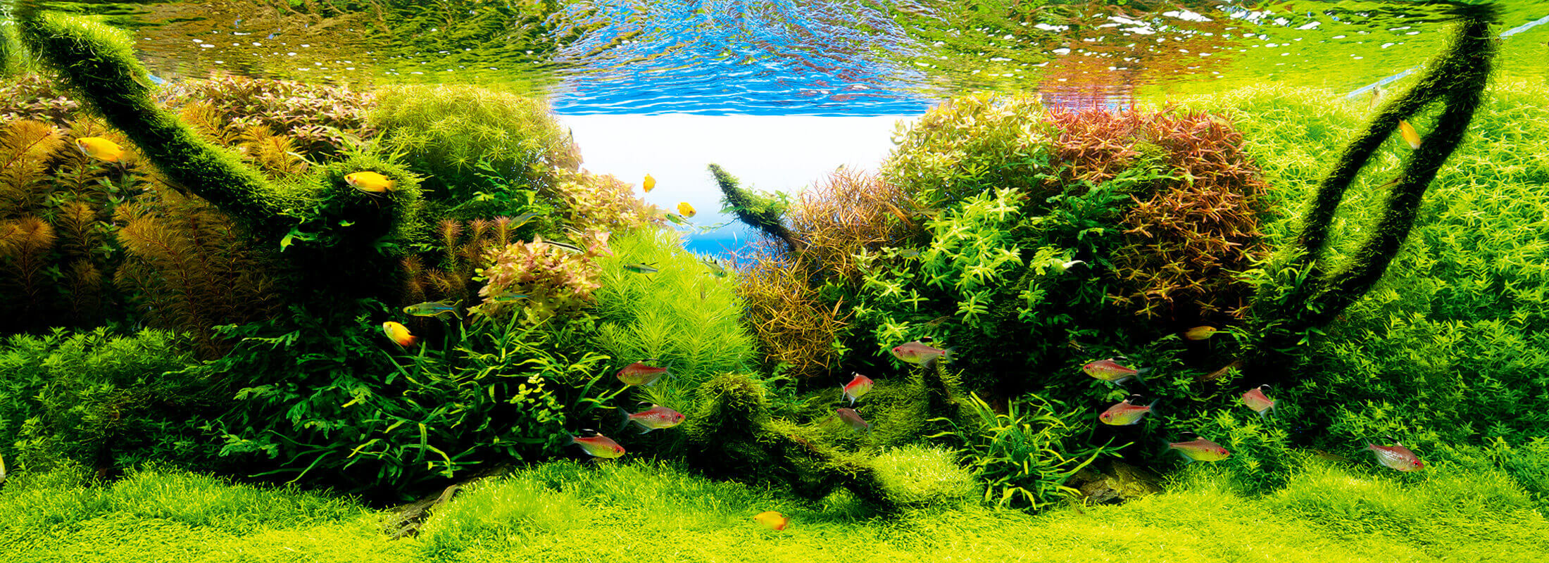 In nature Aqua