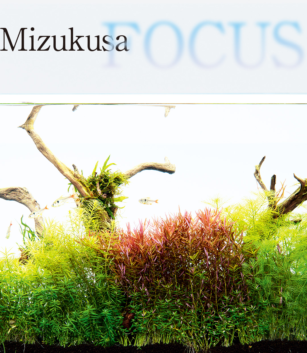 MIZUKUSA FOCUS “Mizukusa no Mori Growth Comparison”