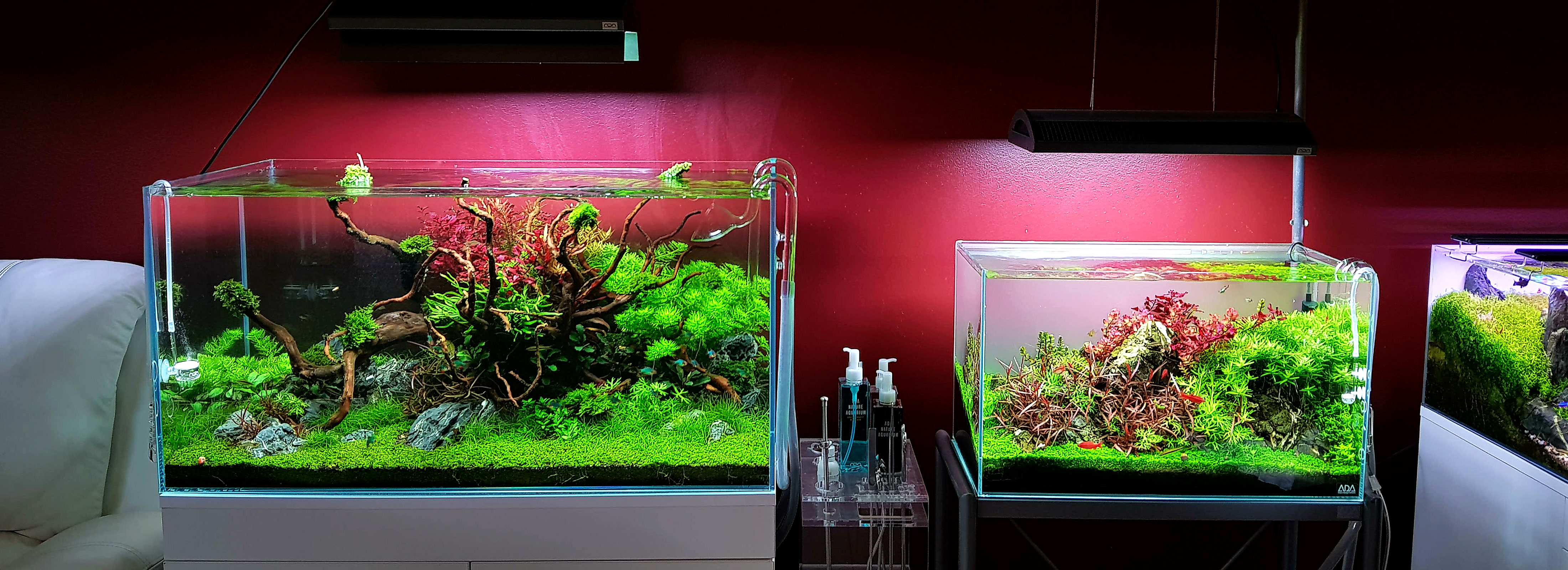 Letter from Lisbon – an aquarium shop in Portugal “AQUAEDEN” –