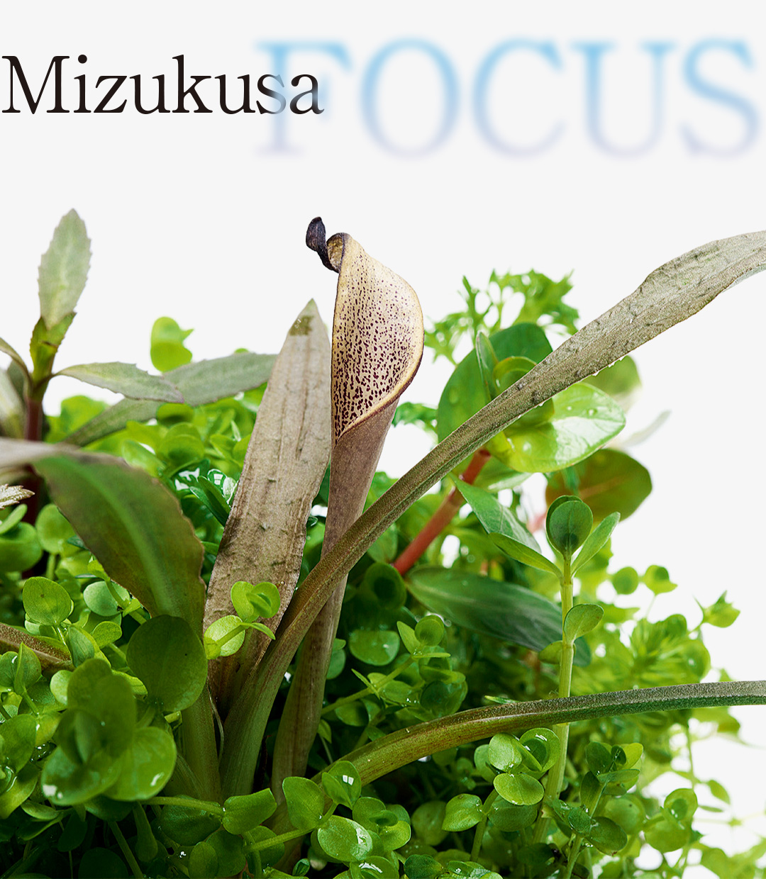 Mizukusa FOCUS “Echinodorus & Cryptocoryne MIX for enjoying flowers”