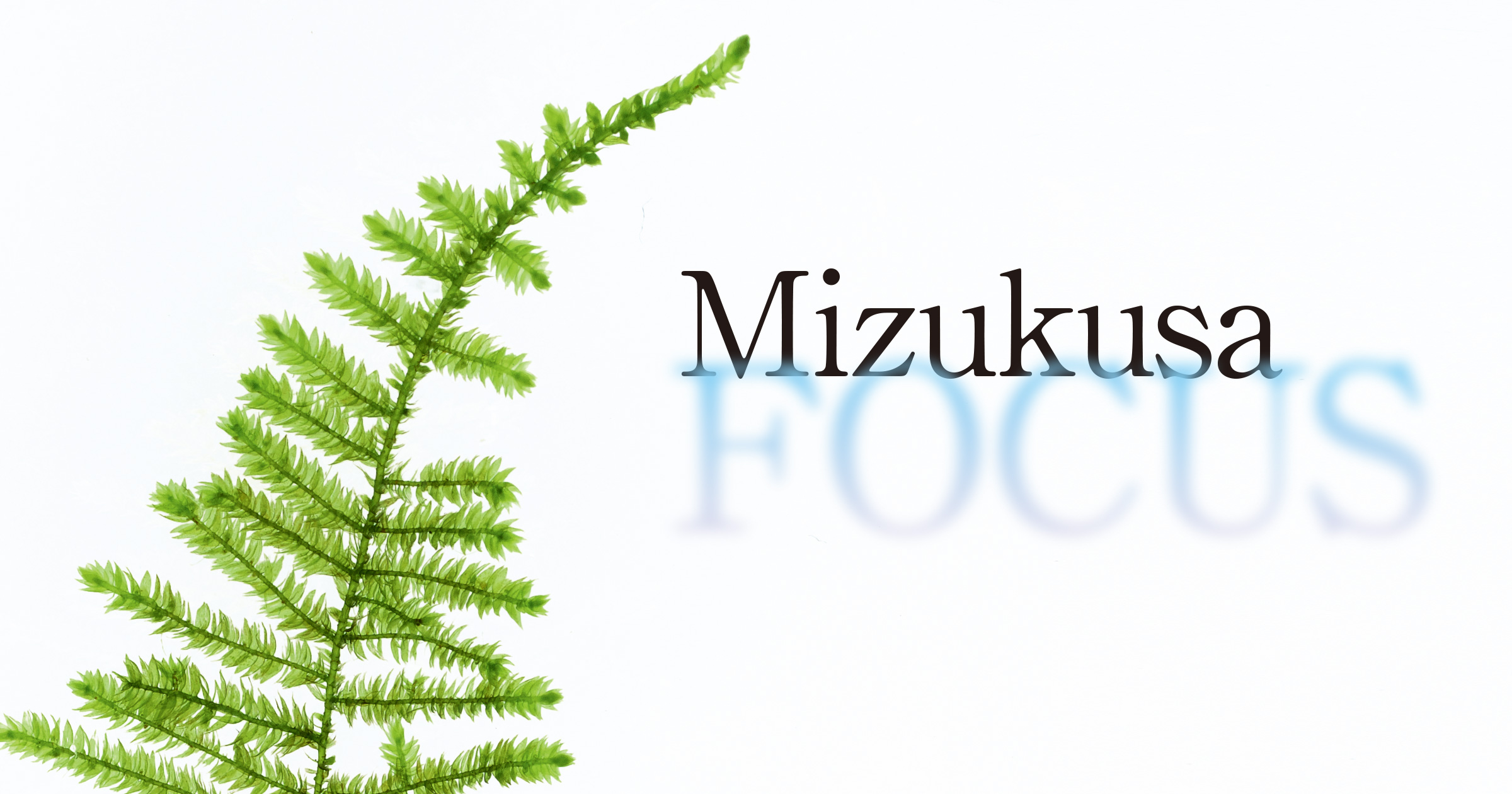 Mizukusa FOCUS “Peacock Moss and Christmas Moss”