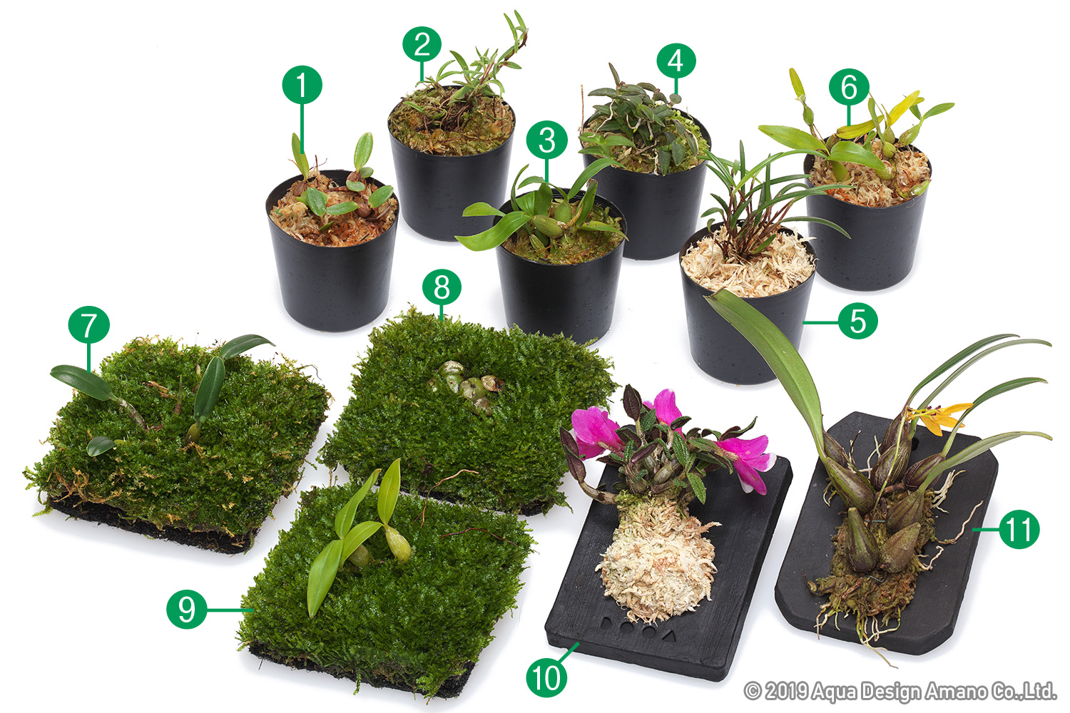 Epiphytic orchids clearance