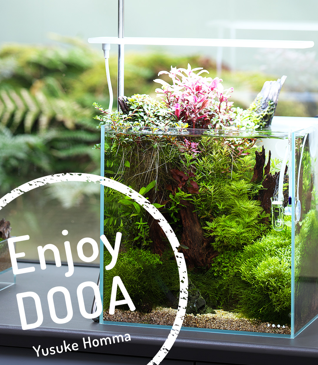 Enjoy DOOA: Open top aquarium with driftwood and Wabi-Kusa in System Aqua 30