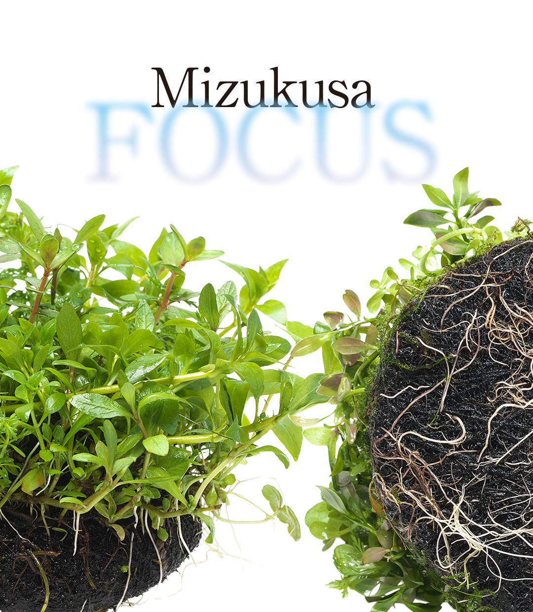 Mizukusa FOCUS “Upgrading Wabi-Kusa”