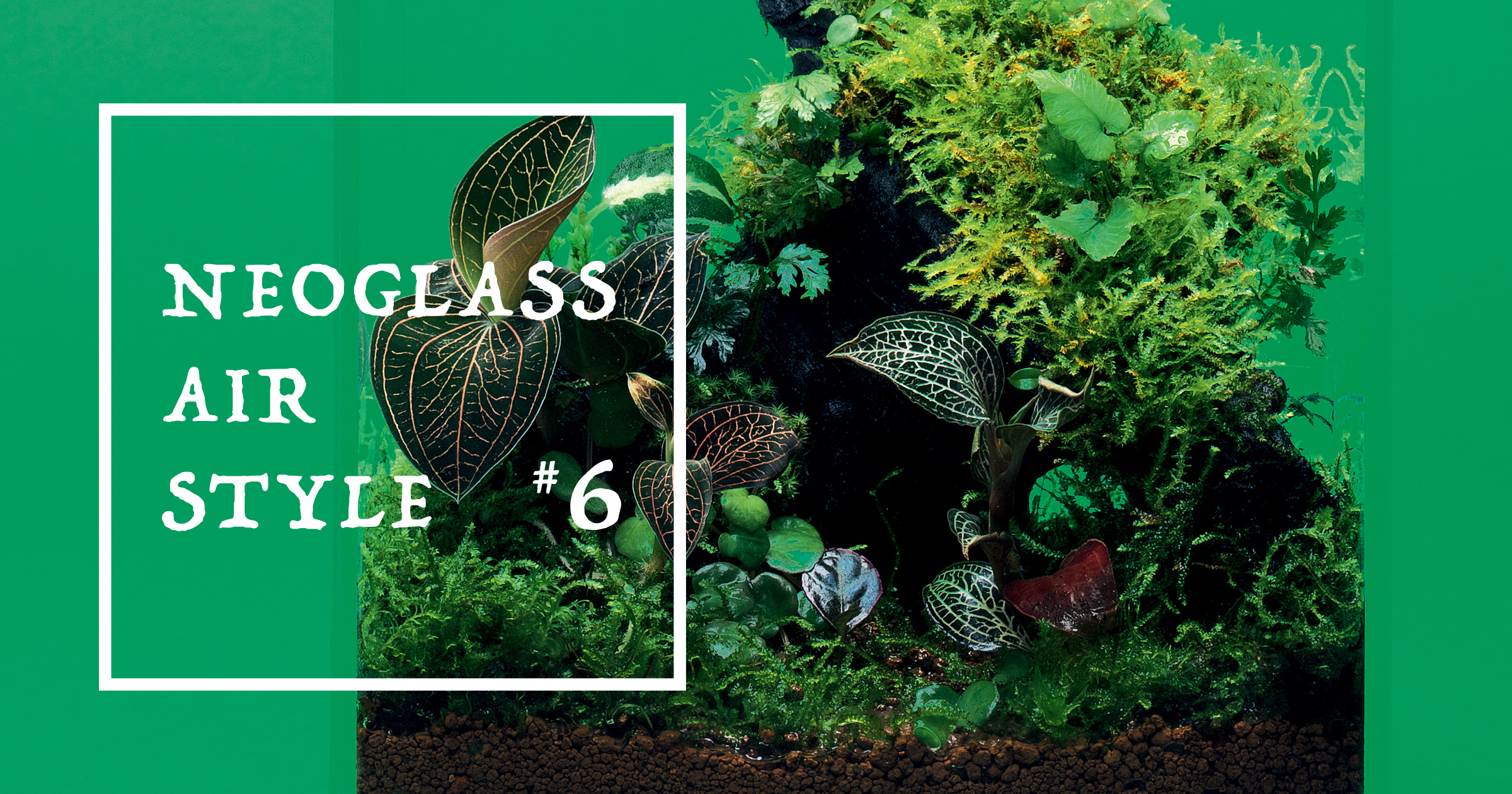 DOOA NEOGLASS AIR 20×20×20.20×20×30 おまけ有 DOOA Neo Glass AIR - Easy Scape - Terrarium -