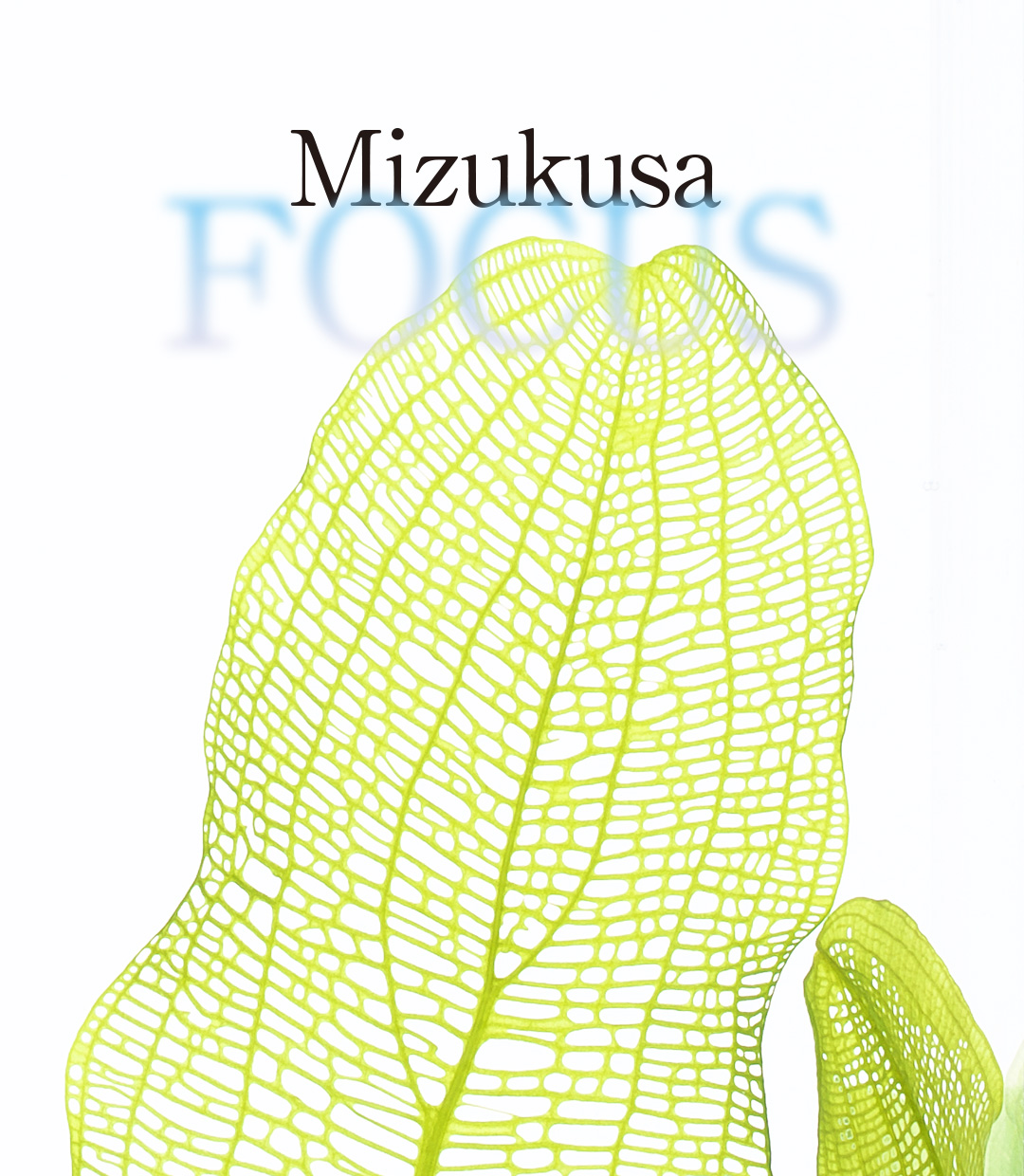 Mizukusa FOCUS  ‘A new way of enjoying lace plant’