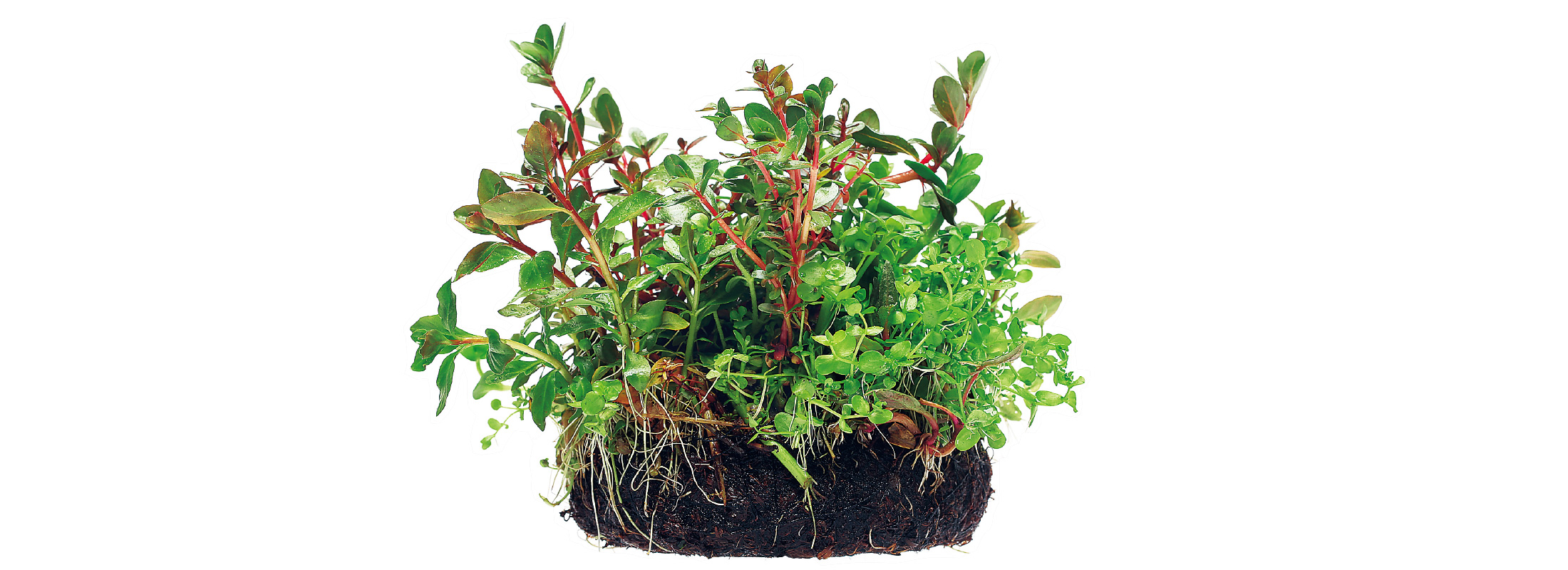 Let’s grow aquatic plants simple & easy.