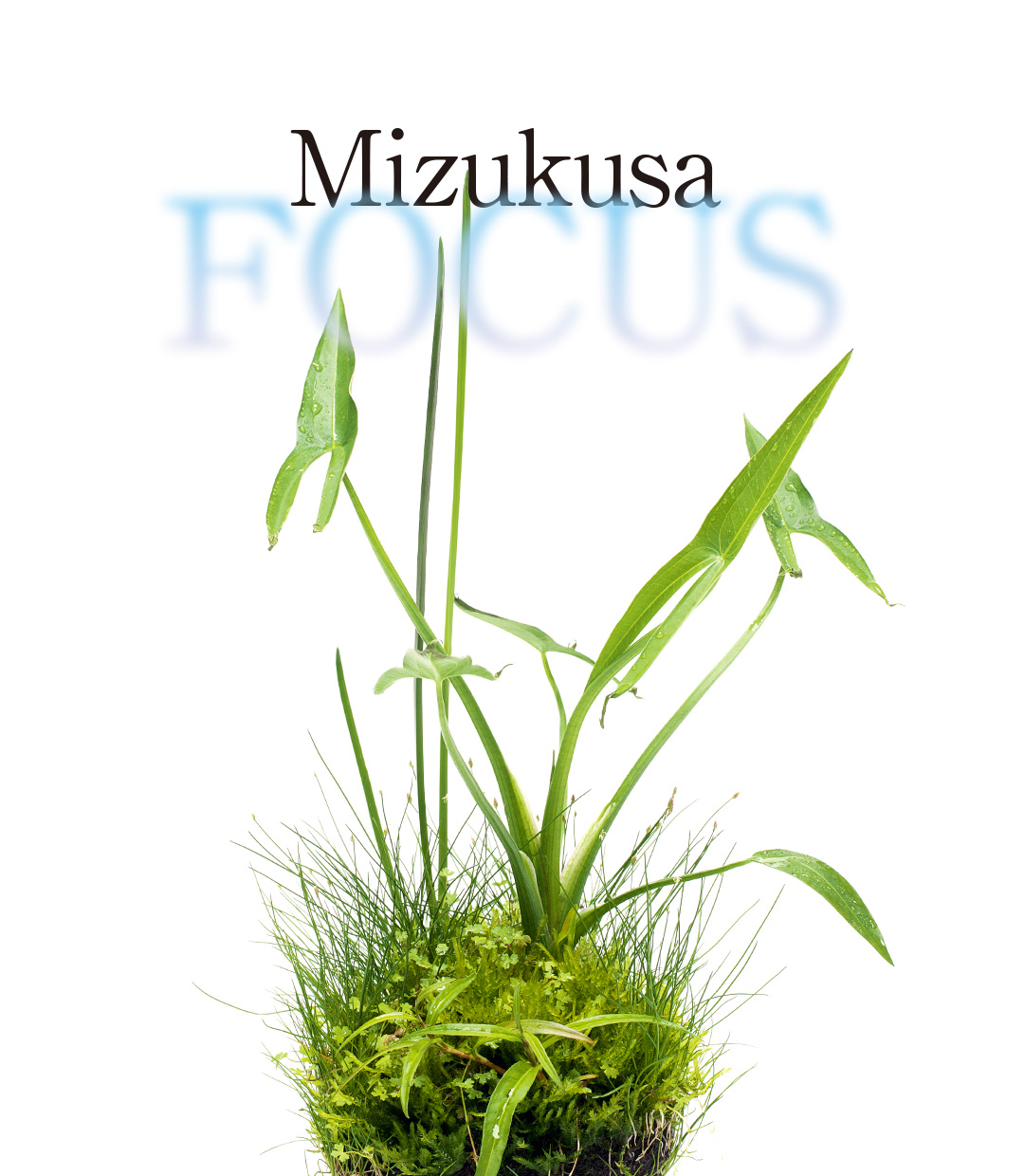 Mizukusa FOCUS ‘Wabi-Kusa Mizube MIX’