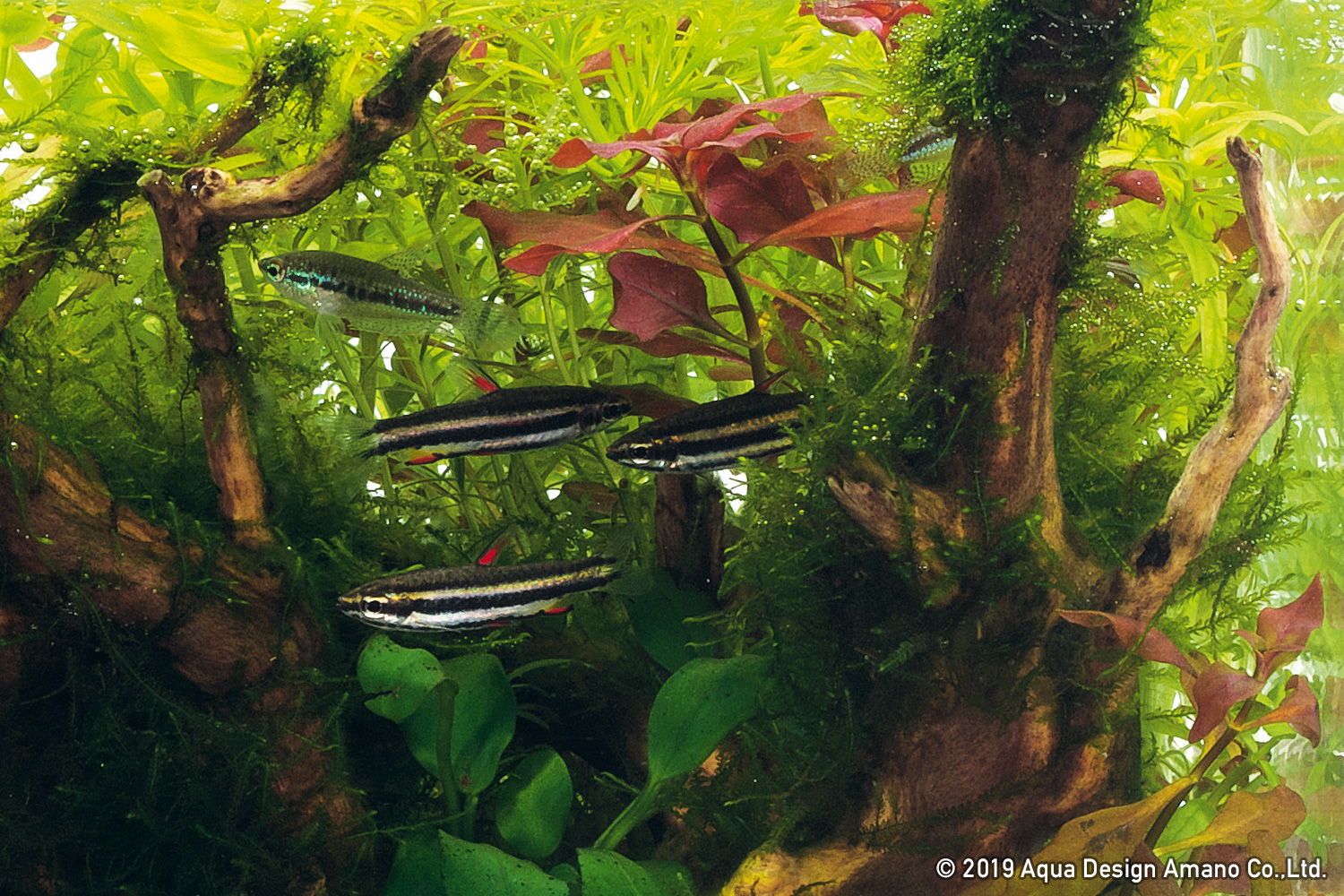 NATURE IN THE GLASS 'A hideout for fish' | en NATURE IN THE GLASS 'A hideout for fish' | en
