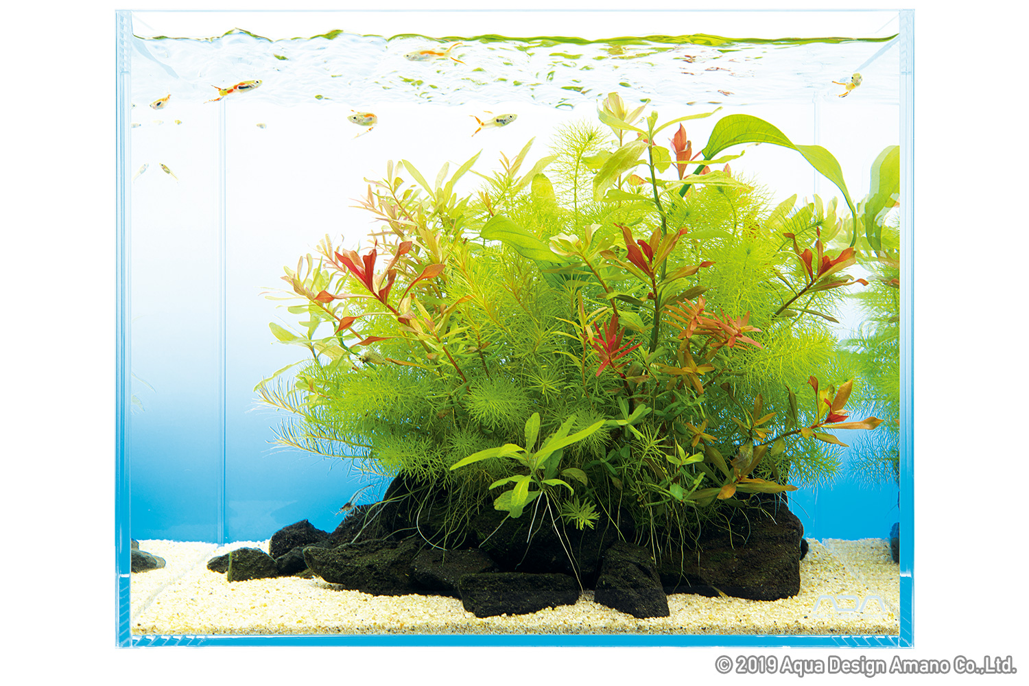 Fish Tank Shrimps Aquascaping Echinodorus Live Aquarium Plants Very Easy 