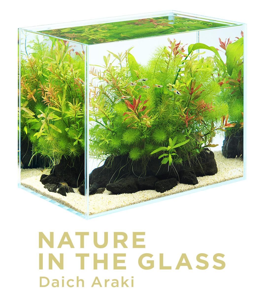 NATURE IN THE GLASS ‘A bouquet of aquatic plants’