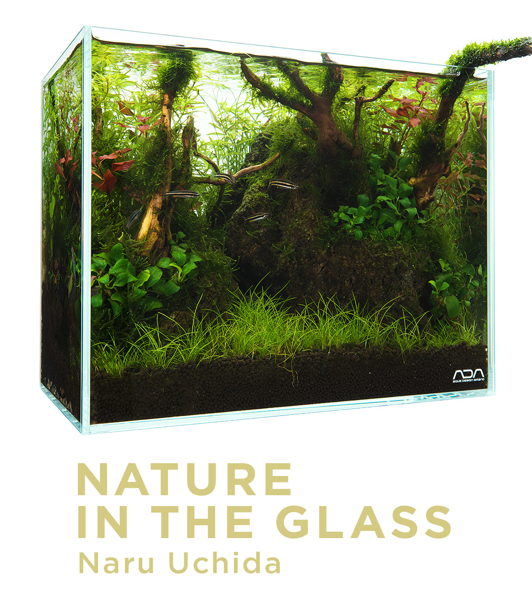 NATURE IN THE GLASS ‘A hideout for fish’