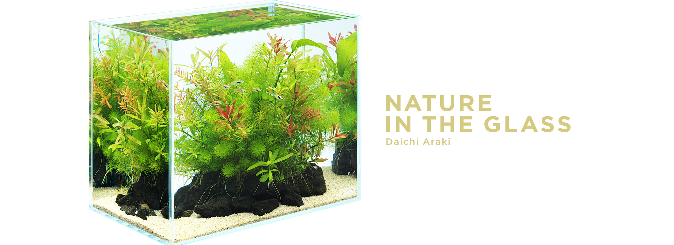 NATURE IN THE GLASS ‘A bouquet of aquatic plants’