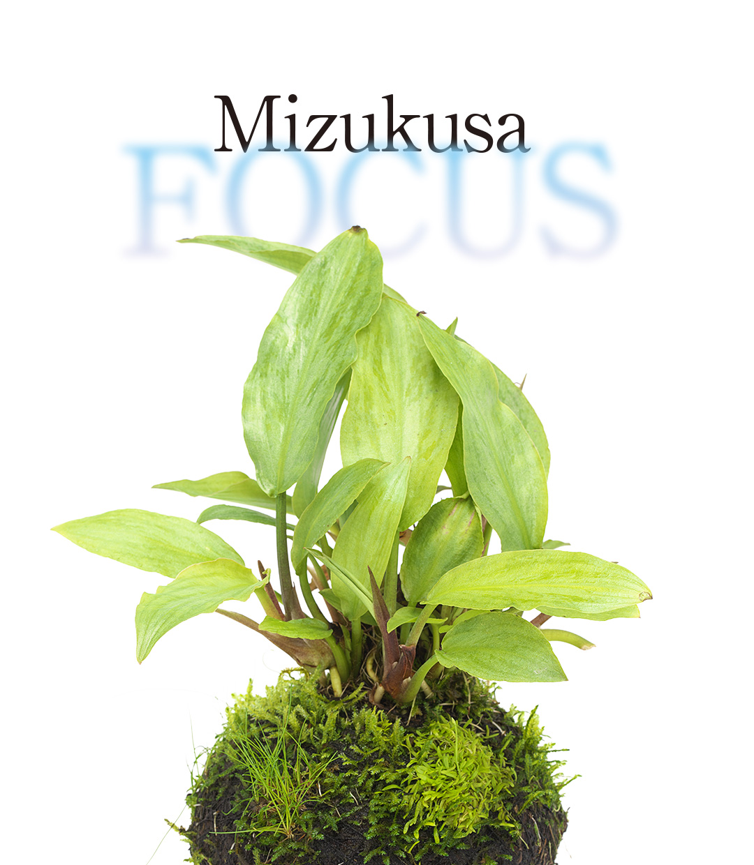 Mizukusa FOCUS ‘Wabi-Kusa Lagenandra MIX’