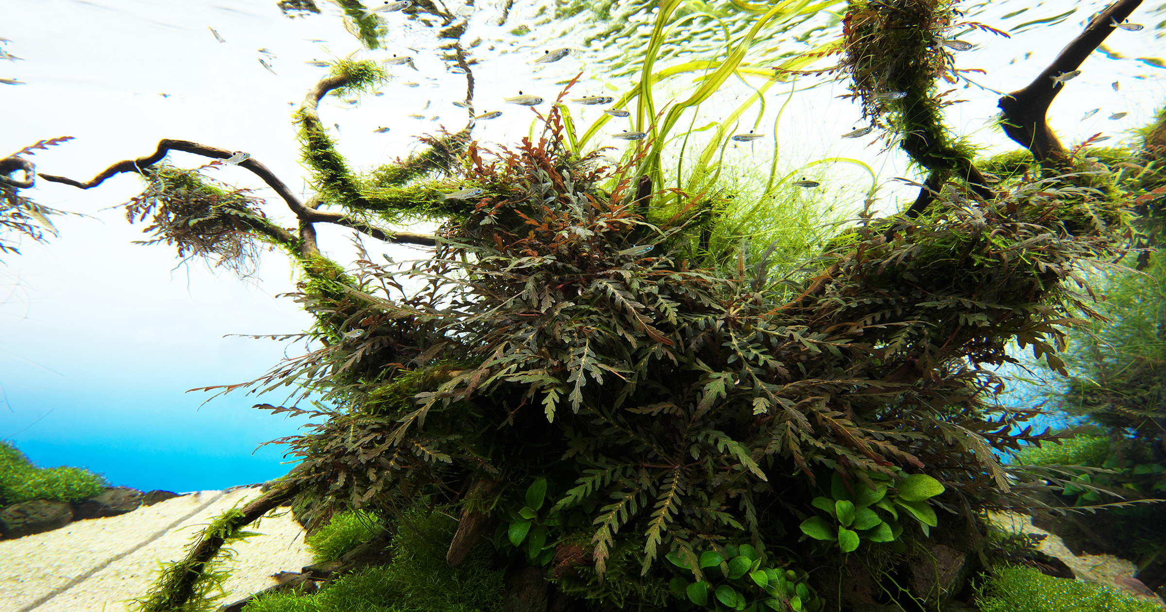 NATURE IN THE GLASS 'On the Breezy Side' | en