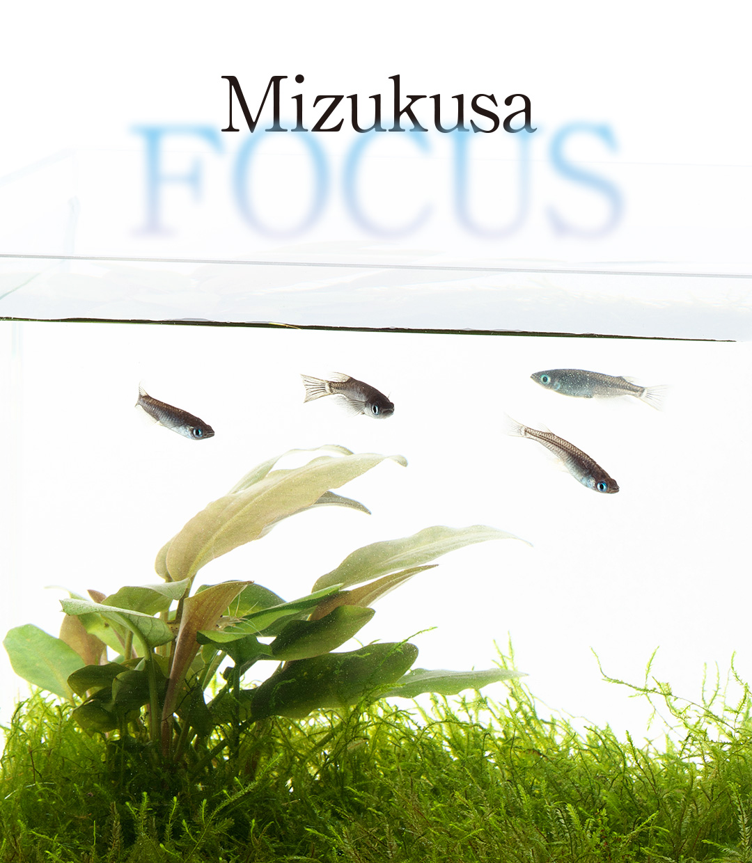 Mizukusa FOCUS ‘Advances on the Wabi-Kusa Mat’