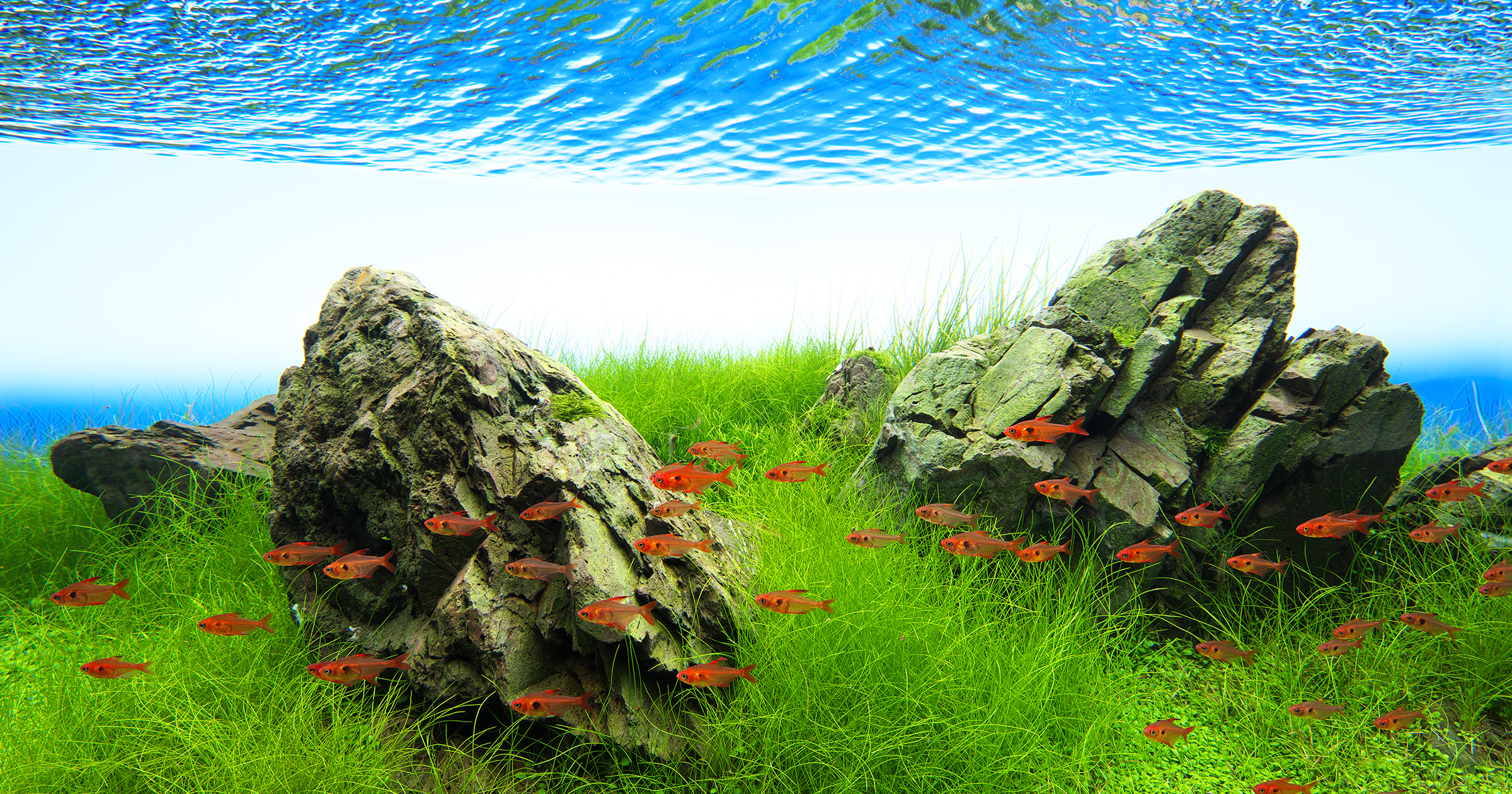 NATURE IN THE GLASS - Garden under the Blue Sky - Part 1 | en