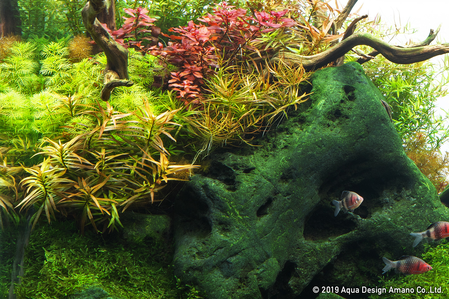 Nature In The Glass Autumn Foliage Underwater Fall In Japan Part 1 Ada