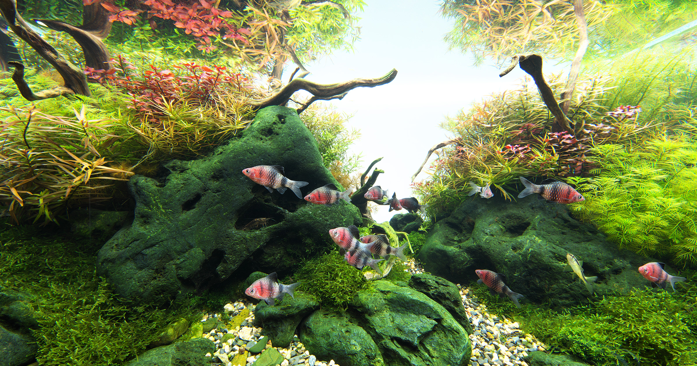 NATURE IN THE GLASS - Autumn foliage underwater ~Fall in