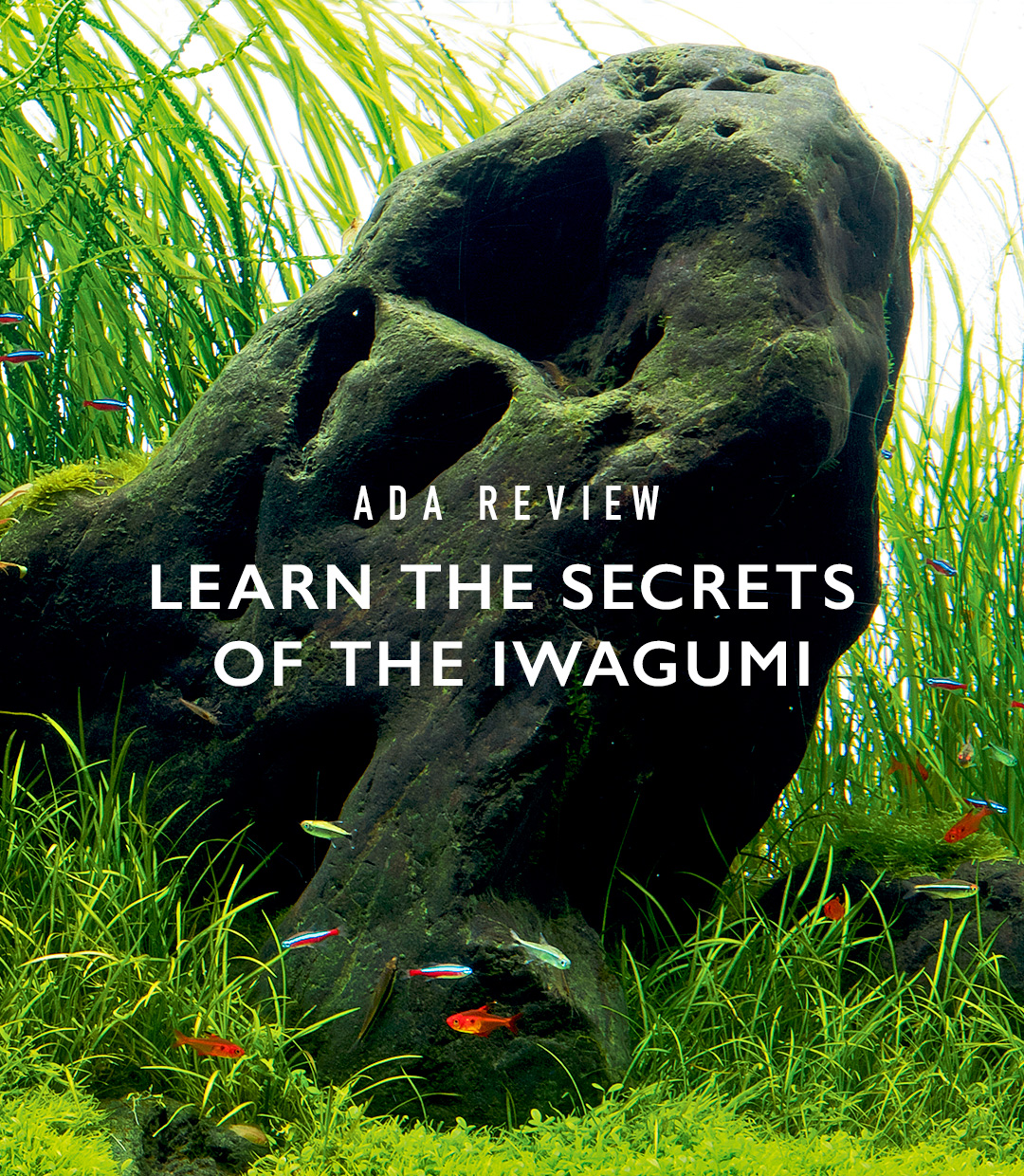 ADA Review ‘Learn the Secrets of the Iwagumi’