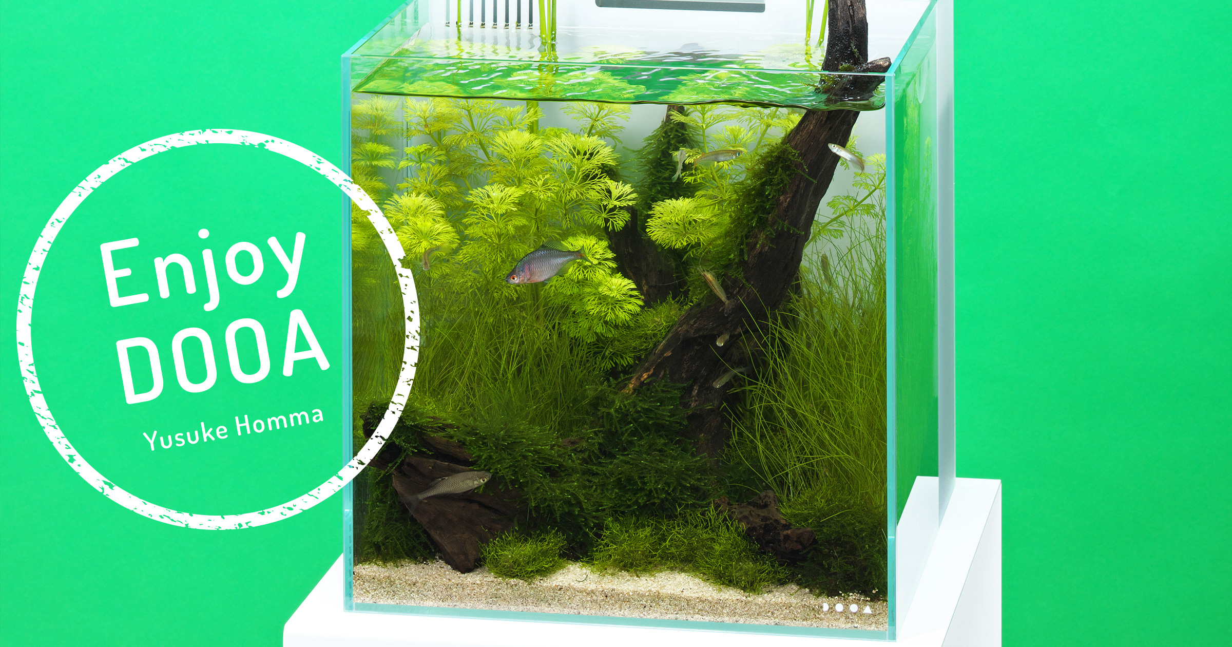 Enjoy DOOA ‘Summer lagoon image spreading from a small aquarium-Simple Japanese style aquascape’
