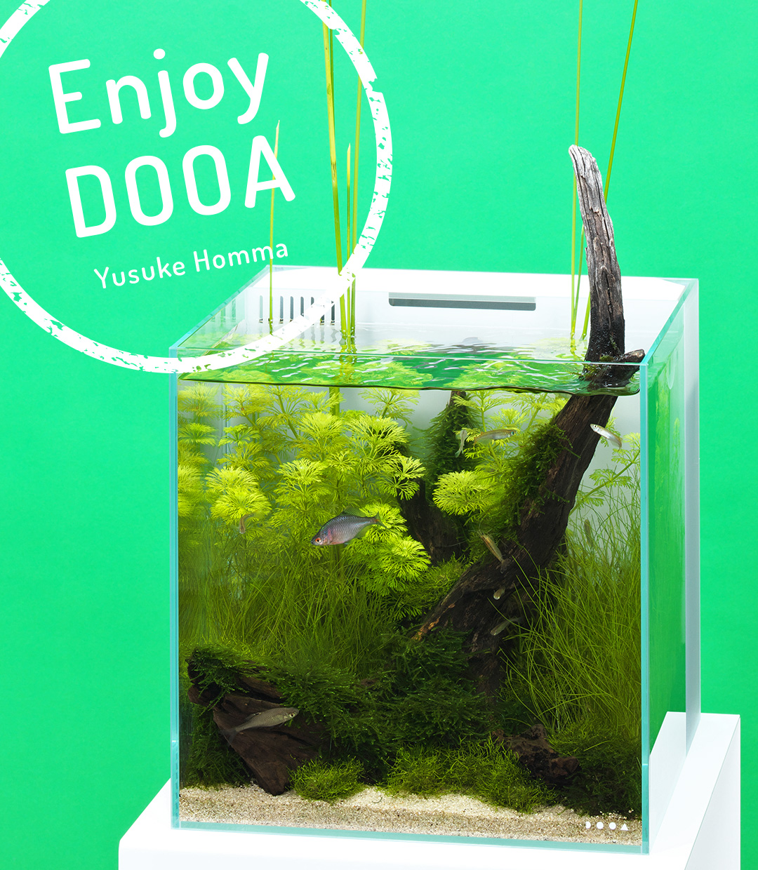 Enjoy DOOA ‘Summer lagoon image spreading from a small aquarium-Simple Japanese style aquascape’