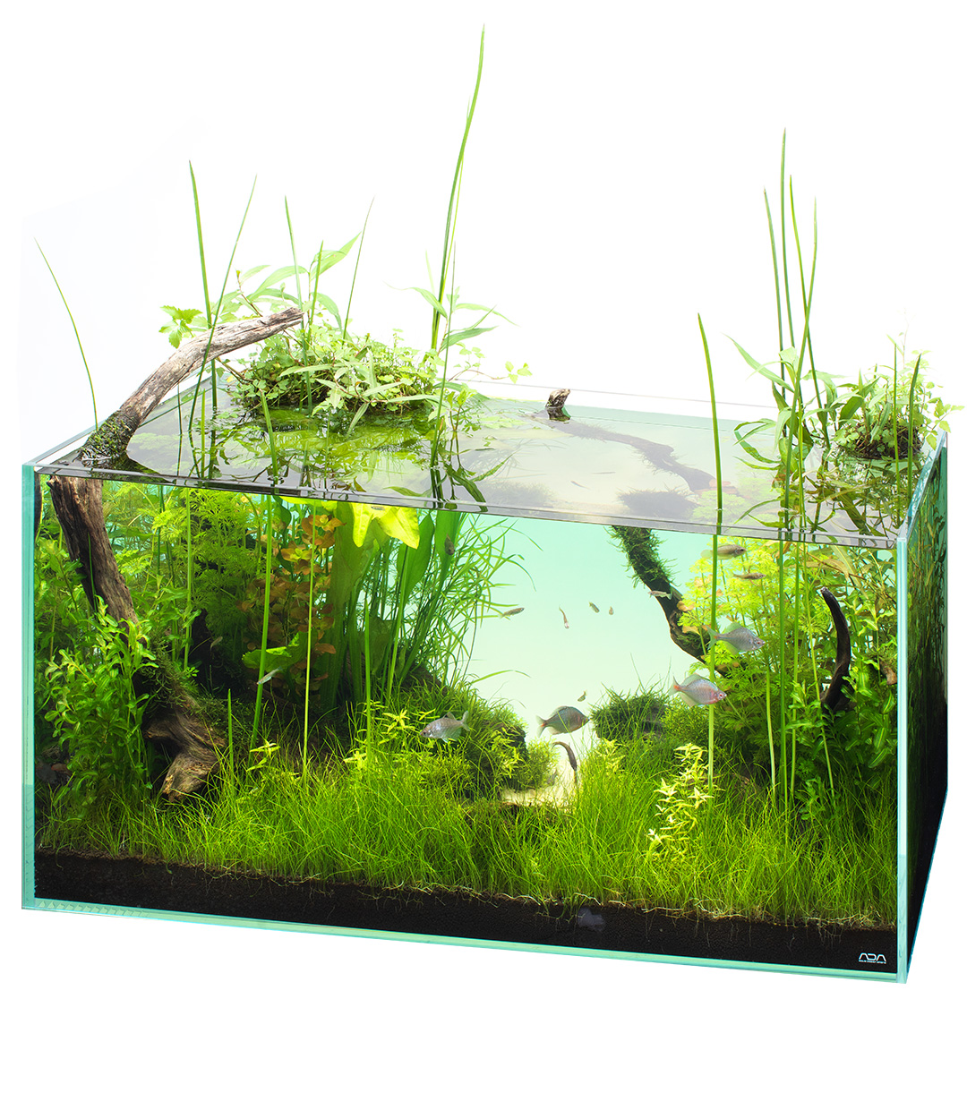 NATURE IN THE GLASS ‘Reproduce the Lost Yoroigata – A Haven for Fish formed by Aquatic Plants – ’