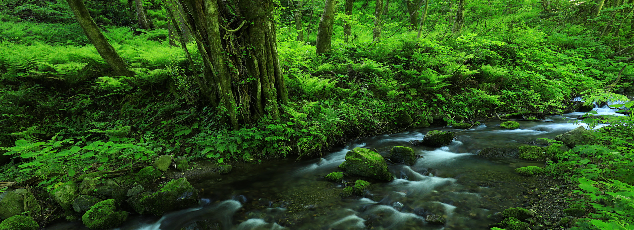 FIELD REPORT －Developing ideas from nature for aquascaping with shade plants－