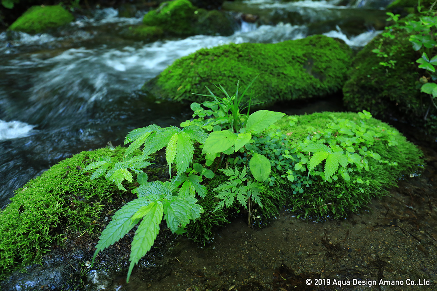 Field Report Developing Ideas From Nature For Aquascaping With