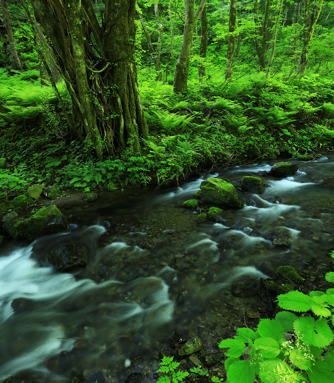 FIELD REPORT －Developing ideas from nature for aquascaping with shade plants－