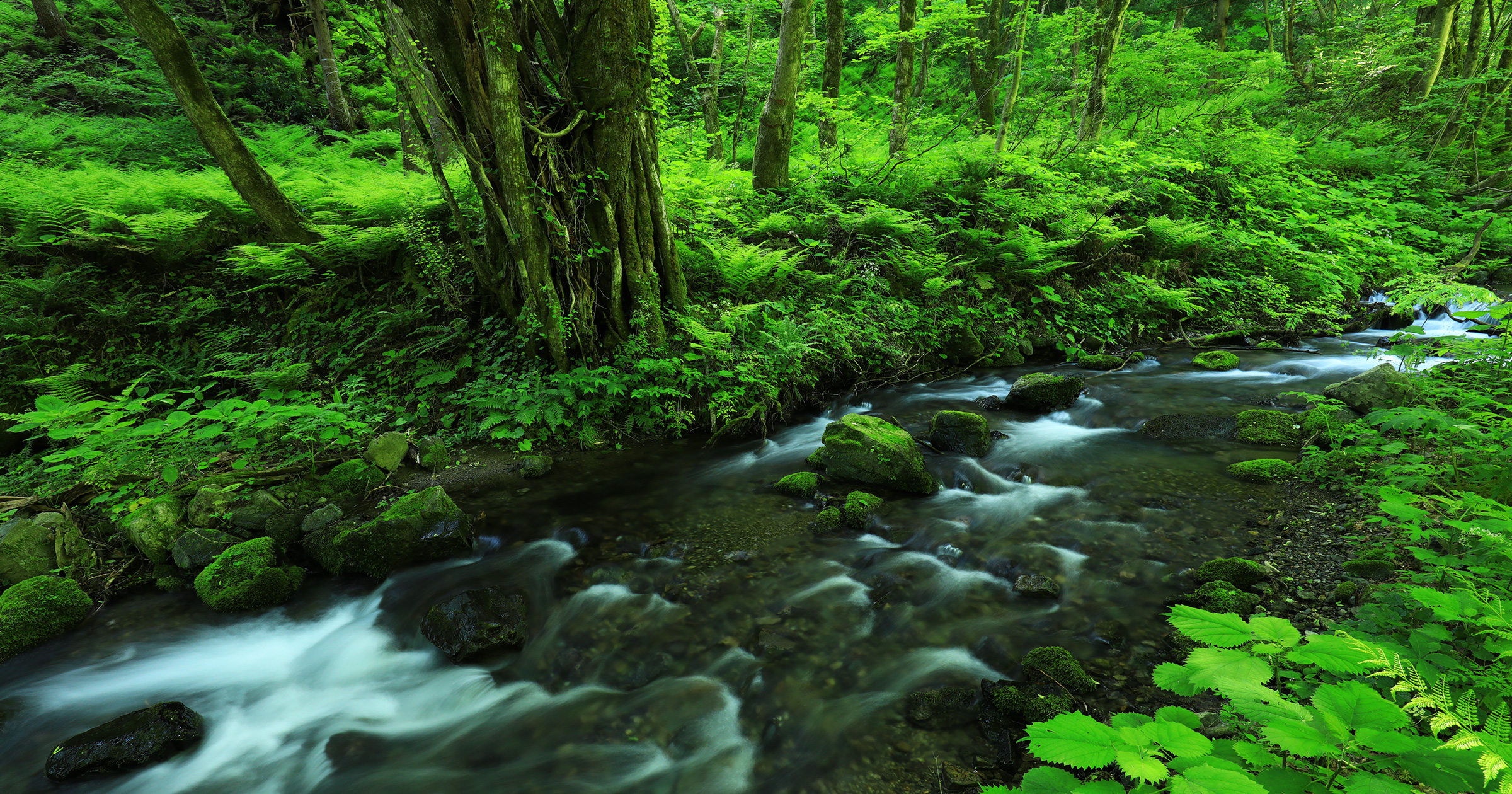 FIELD REPORT －Developing ideas from nature for aquascaping with