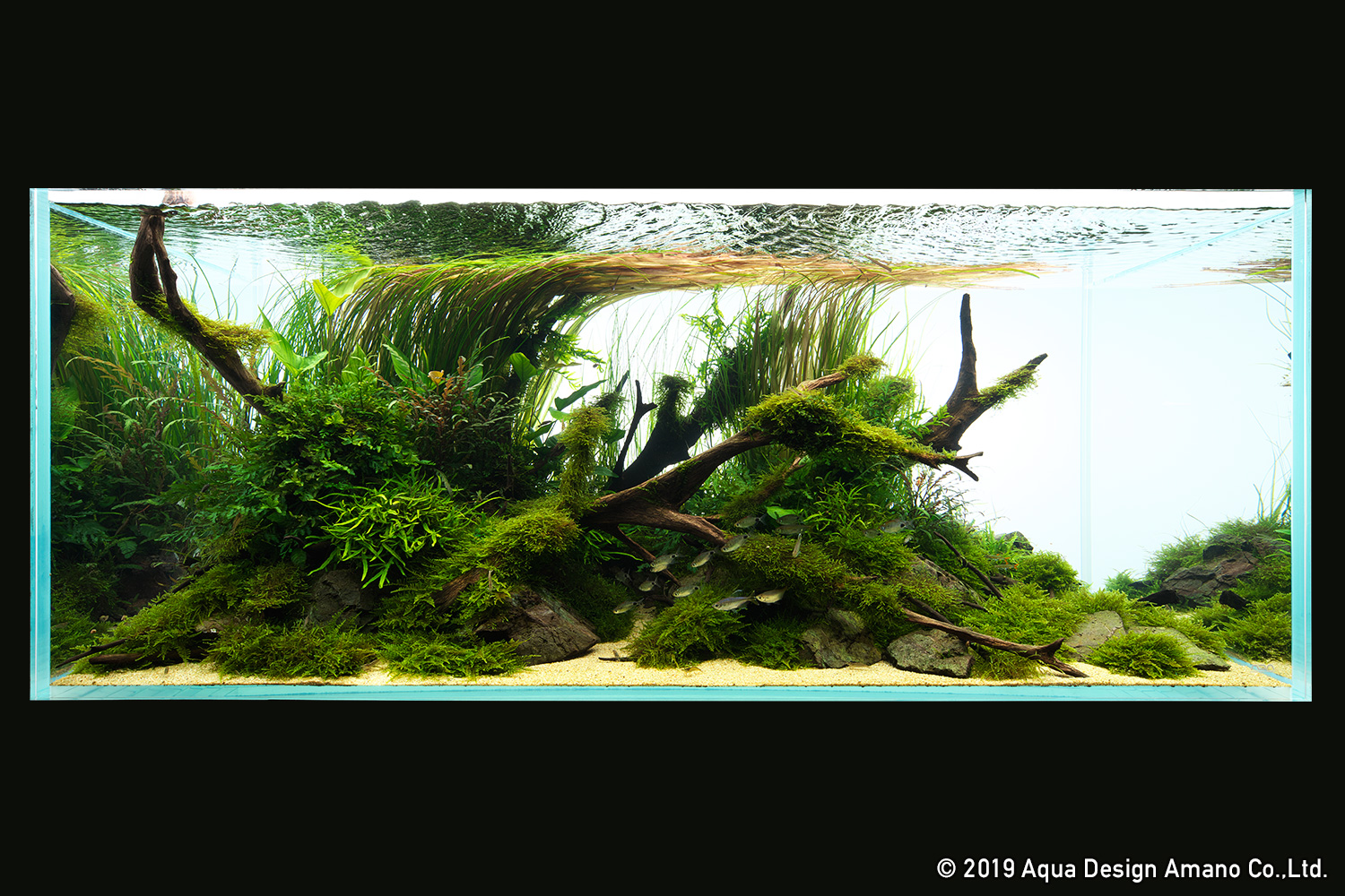 ADA Drop Checker – Aqua Forest Aquarium