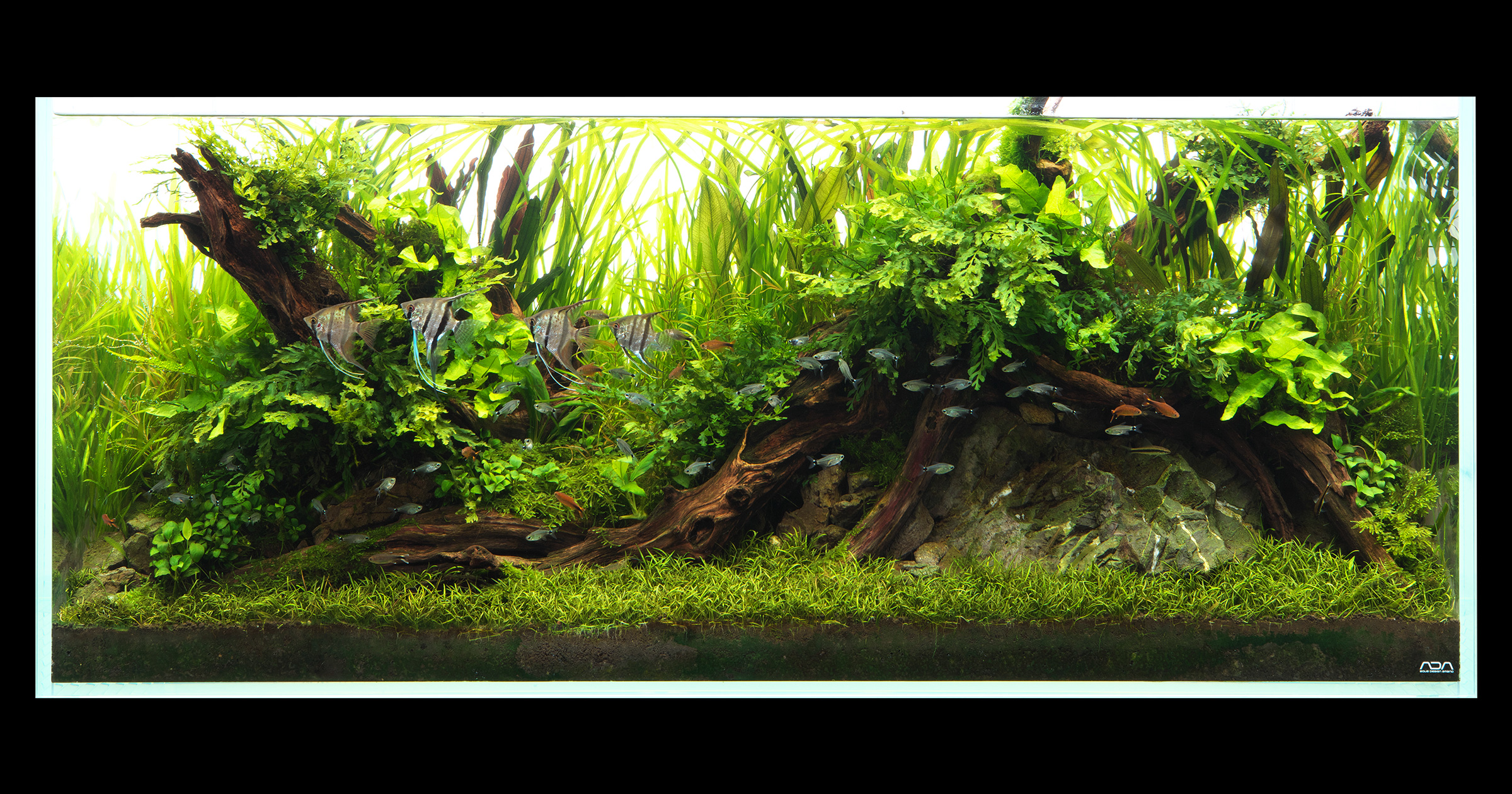 NATURE IN THE GLASS 'Forest of Harshness and Generosity